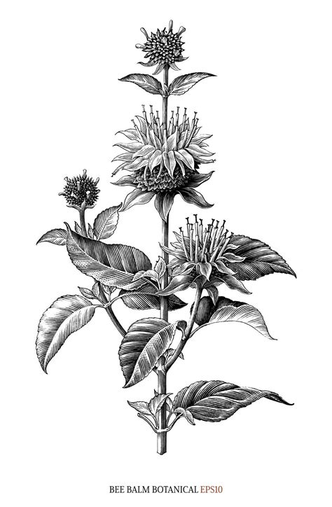 bee balm drawing|bee balm clip art.